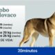 perro lobo