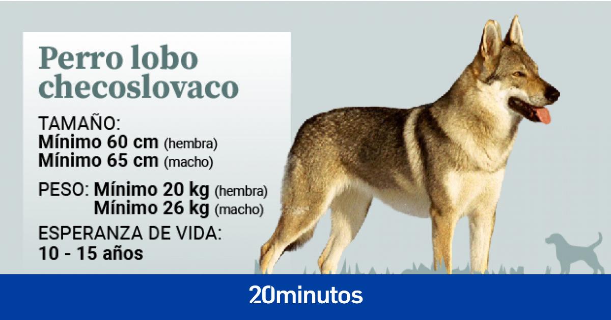 perro lobo