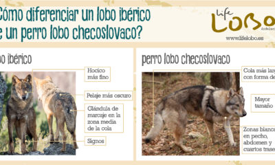 perro lobo