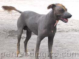 perro peruano