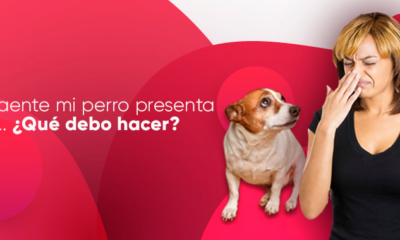 perro presenta