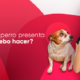 perro presenta