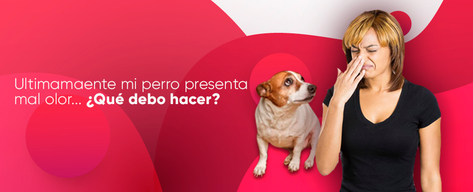 perro presenta