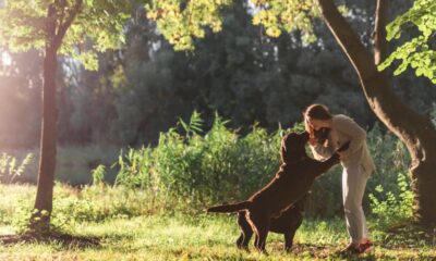 perros activos