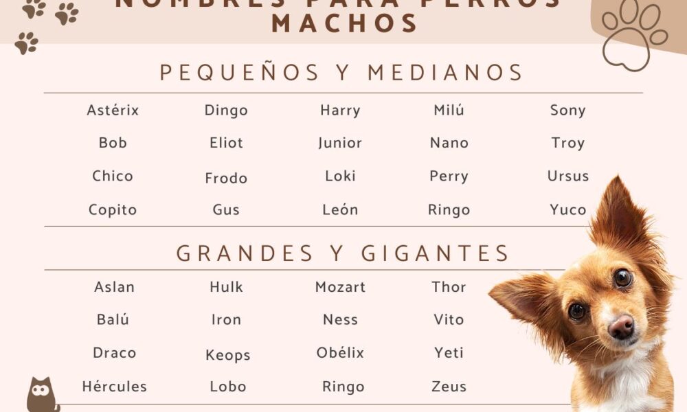 perros animales