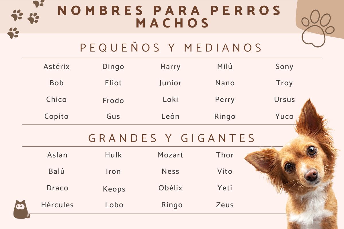 perros animales