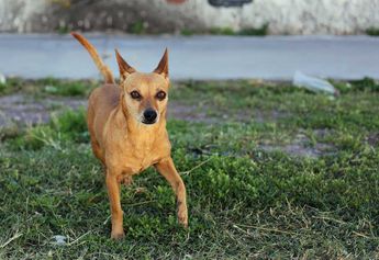 perros animales