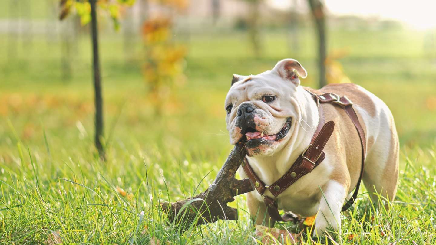 perros arrugados