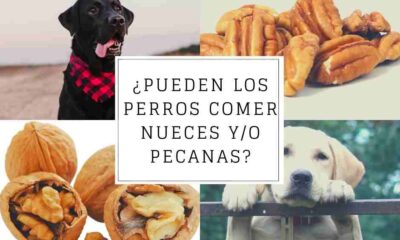 perros comer