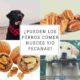 perros comer