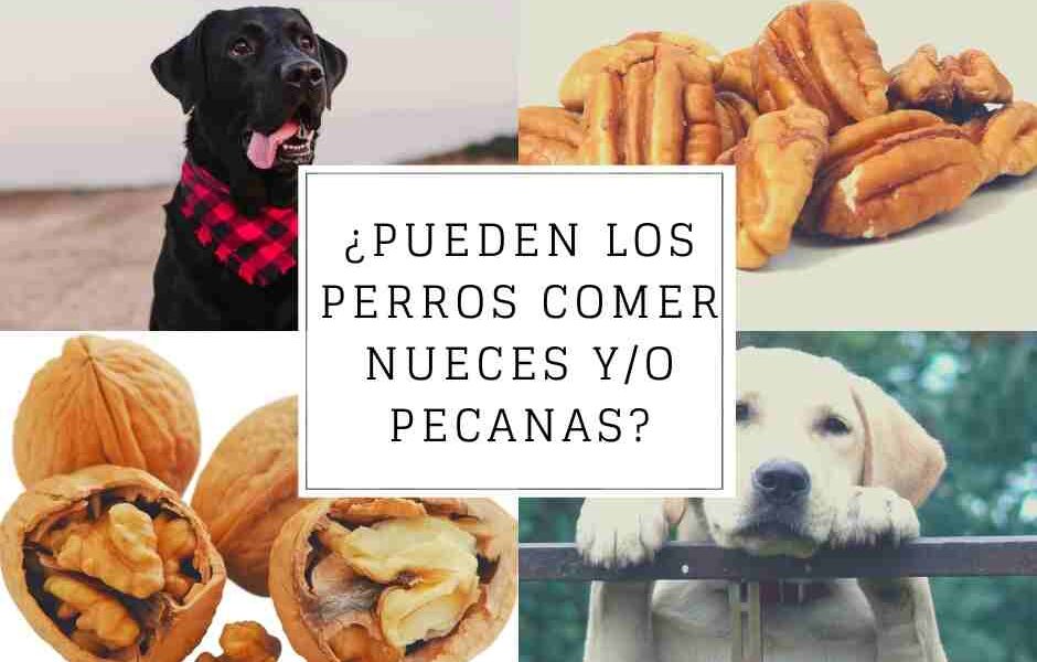 perros comer