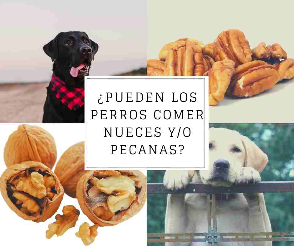 perros comer