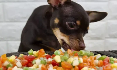 perros comer