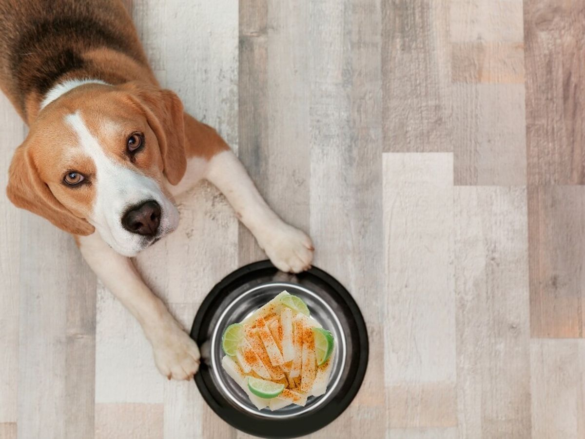 perros comer