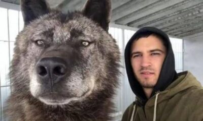 perros lobos