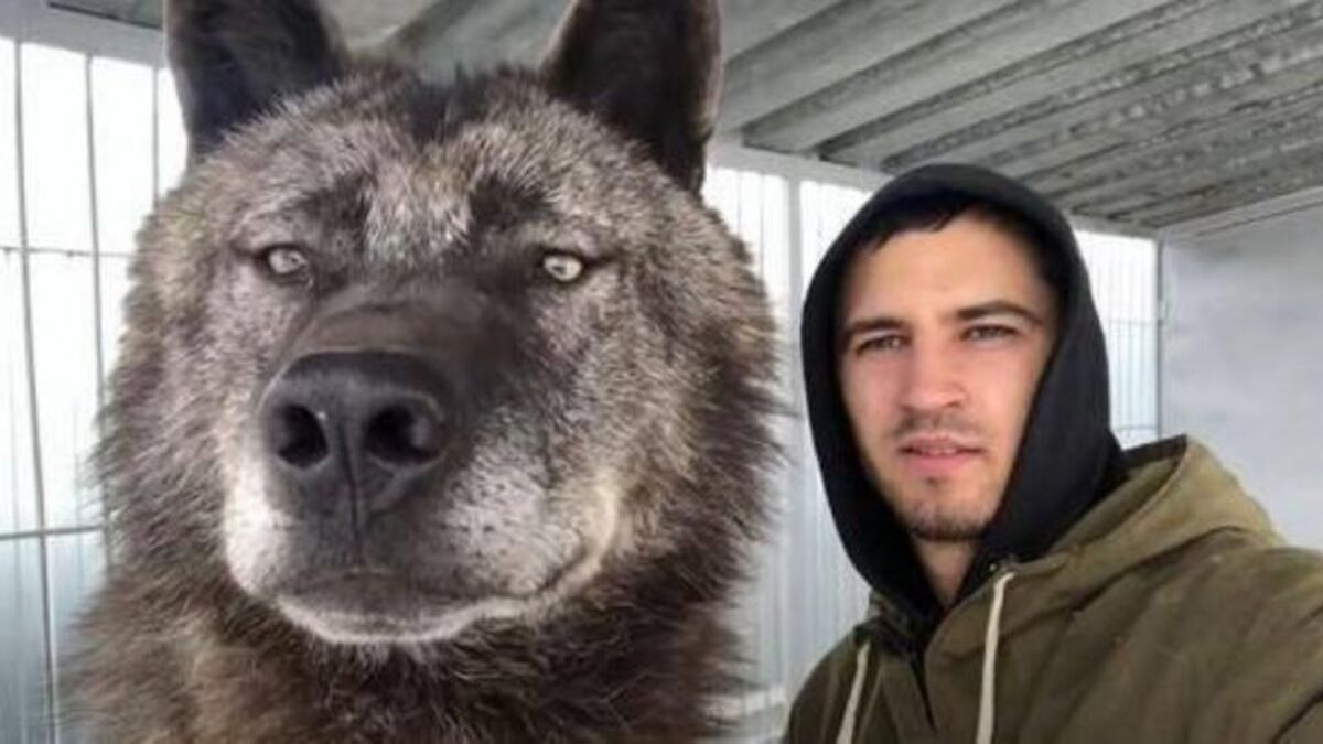 perros lobos