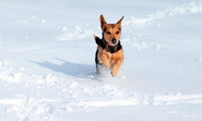 perros nieve