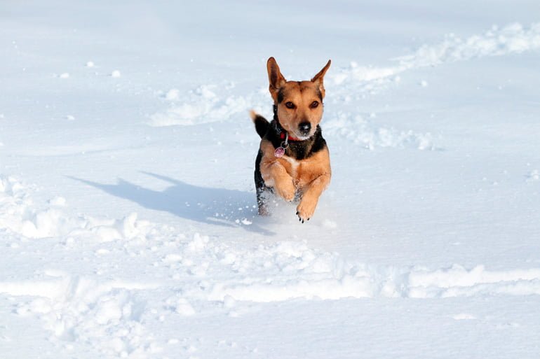 perros nieve