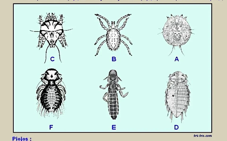 piojos gallinas