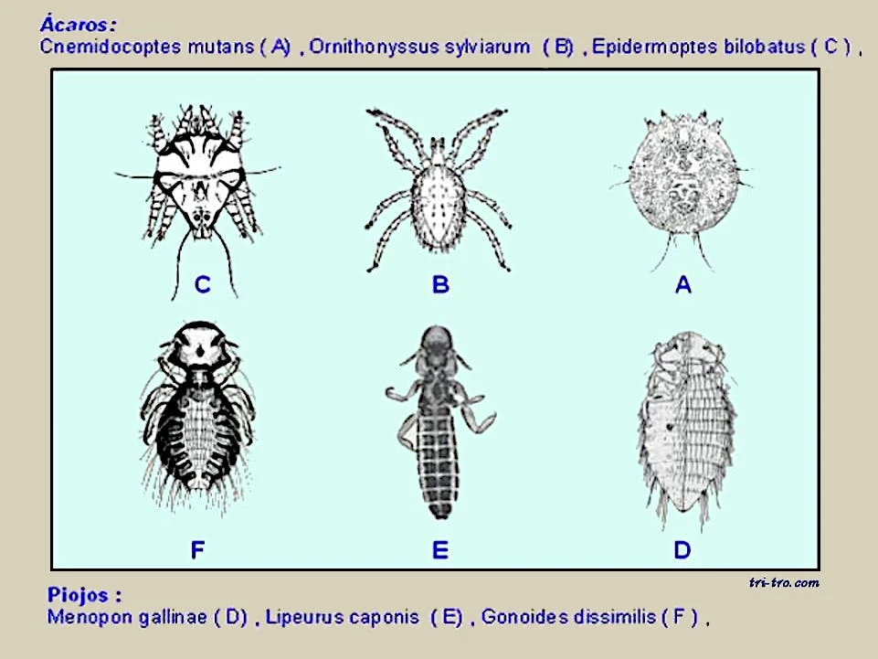 piojos gallinas