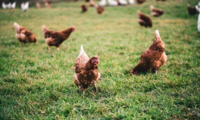 pollos gallinas