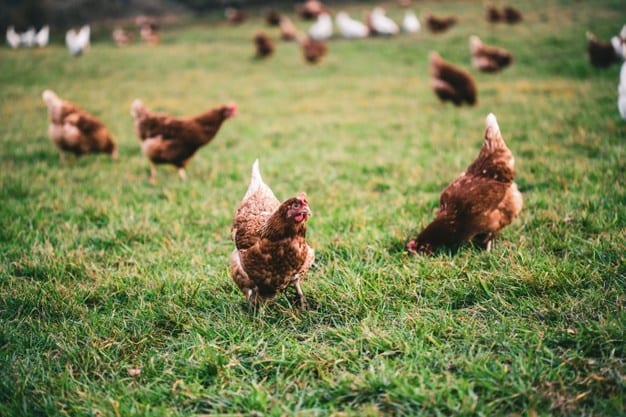 pollos gallinas