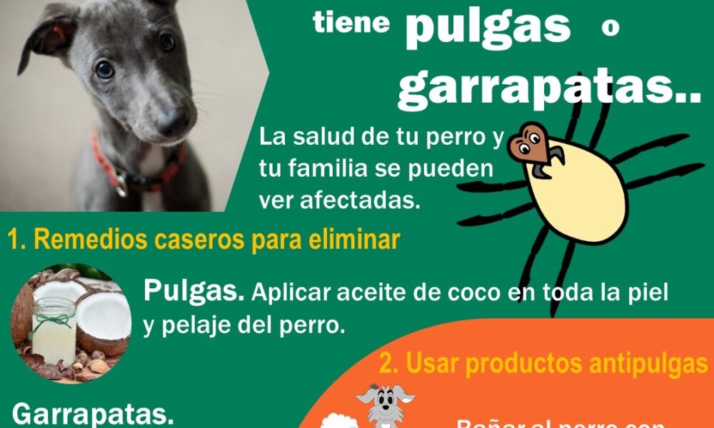 pulgas garrapatas