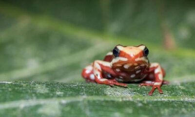 ranas venenosas