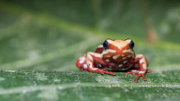 ranas venenosas