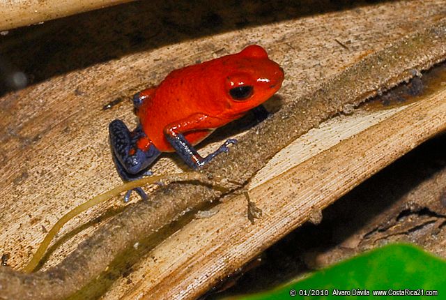 ranas venenosas