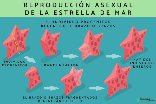 reproduccion asexual