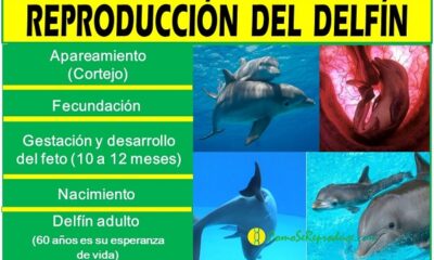 reproduccion delfines