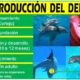 reproduccion delfines