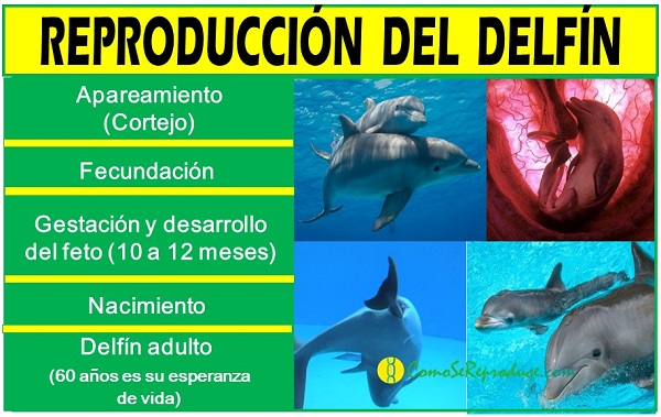 reproduccion delfines