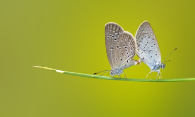 reproducen mariposas