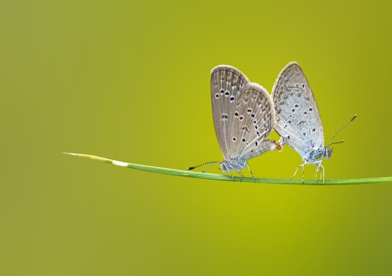 reproducen mariposas