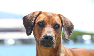 rhodesian ridgeback