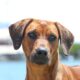 rhodesian ridgeback