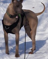 ridgeback tailandia