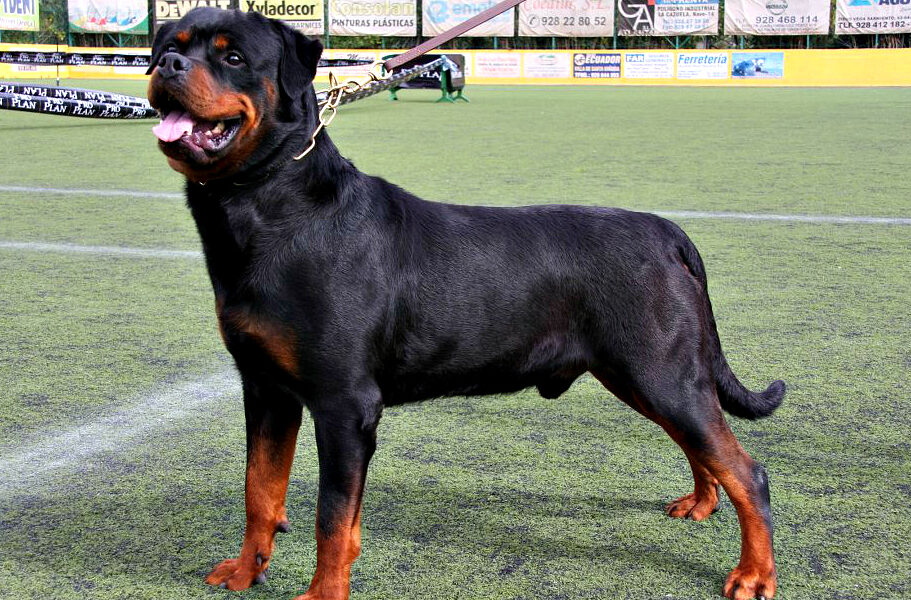 razones por las que tener un rottweiler en casa: un perro fiel y protector