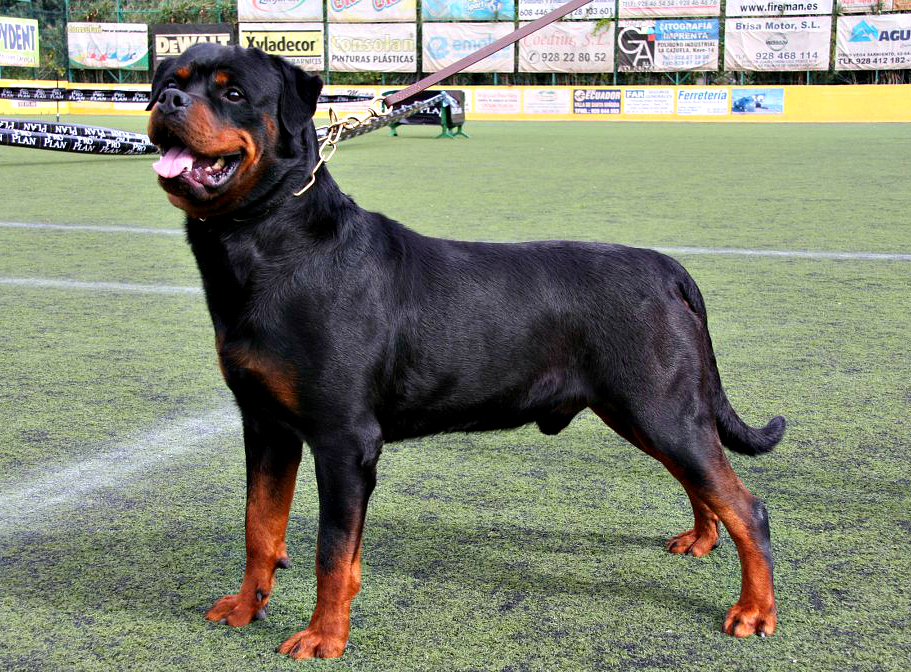 razones por las que tener un rottweiler en casa: un perro fiel y protector