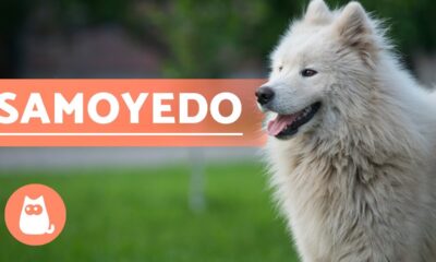 samoyedo el