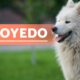 samoyedo el