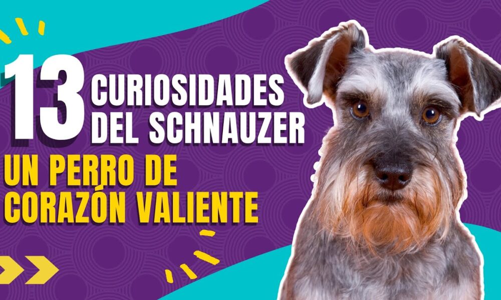 schnauzer estandar