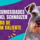 schnauzer estandar