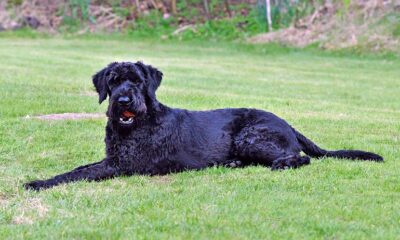 schnauzer gigante