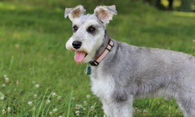 schnauzer raza