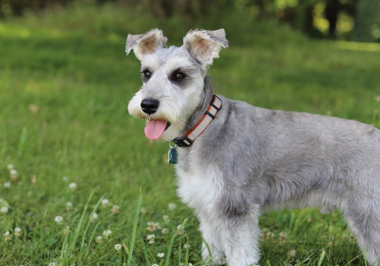 schnauzer raza