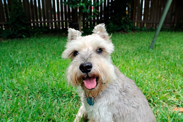 schnauzers miniatura