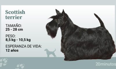 scottish terrier